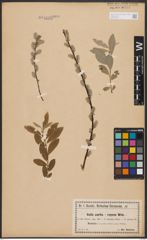 Salix aurita L. x Salix repens L.